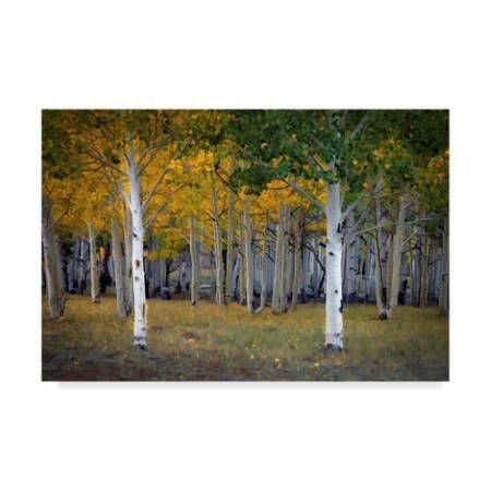 J.D. Mcfarlan 'Dixie Forest, Ut Birch' Canvas Art,16x24